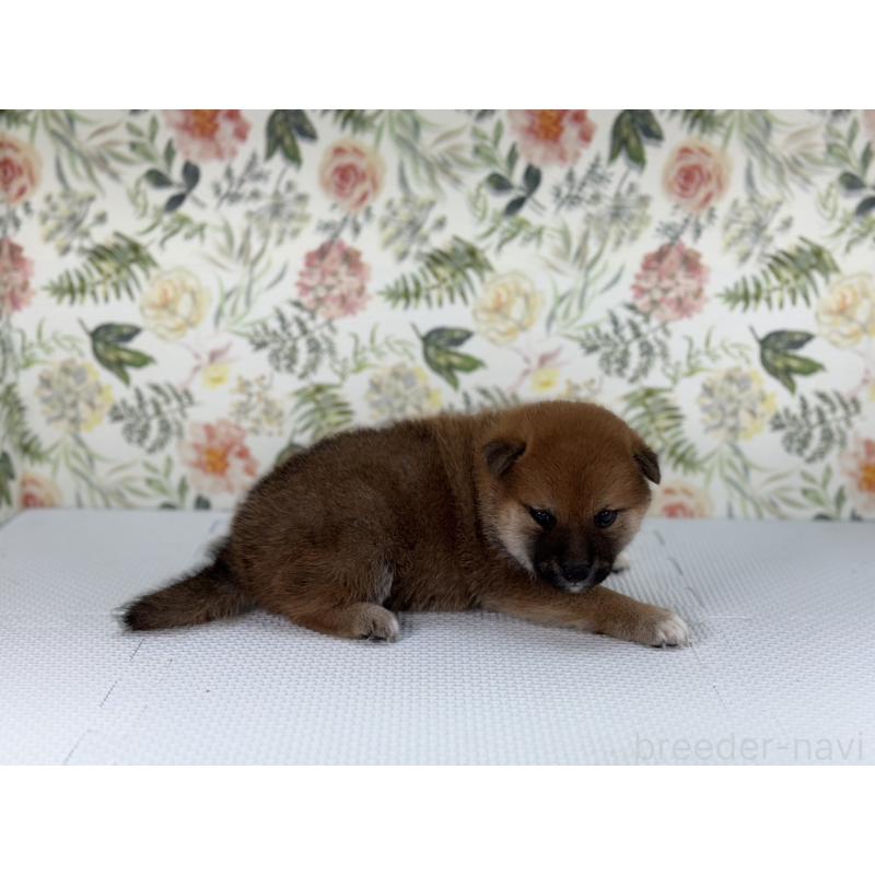 販売中の愛知県の柴犬-399784の4枚目