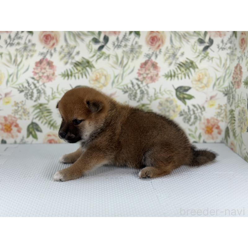 販売中の愛知県の柴犬-399784の3枚目