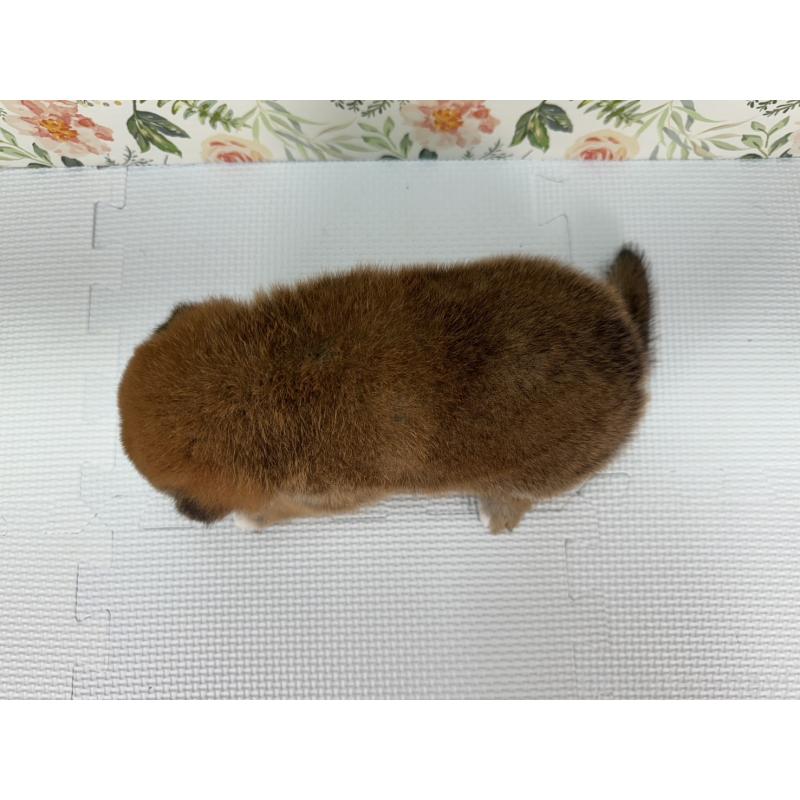 販売中の愛知県の柴犬-399784の2枚目