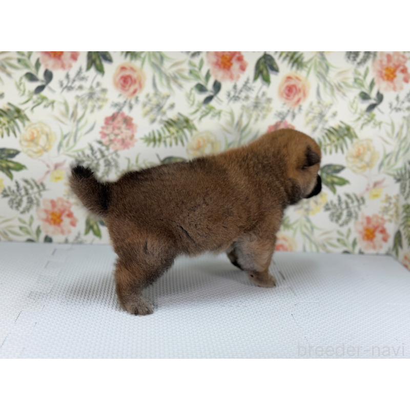 販売中の愛知県の柴犬-399787の4枚目