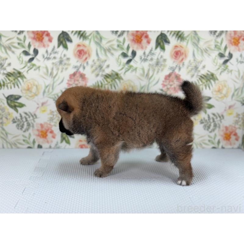 販売中の愛知県の柴犬-399787の3枚目