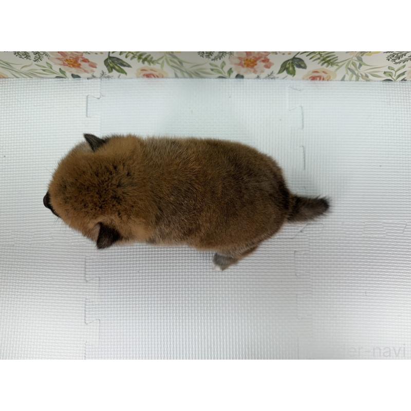 販売中の愛知県の柴犬-399787の2枚目