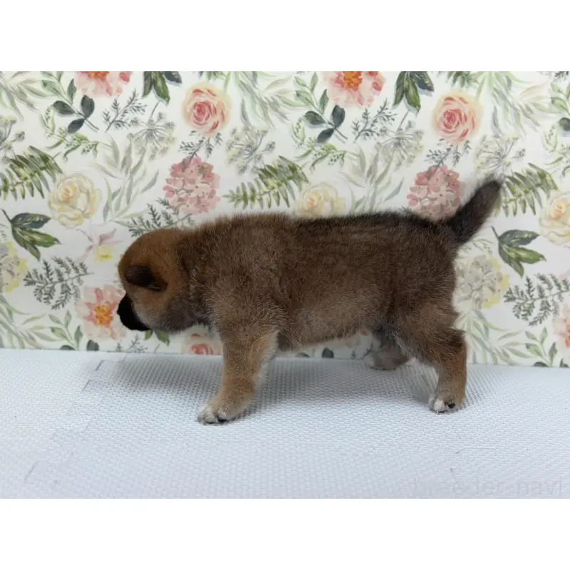 販売中の愛知県の柴犬-399790の4枚目