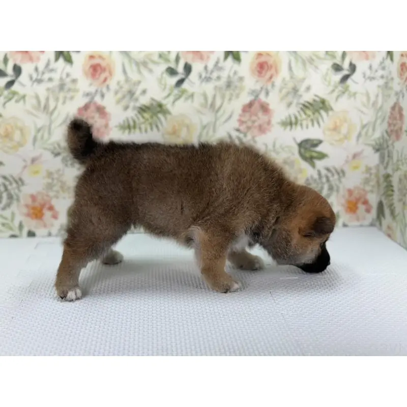 販売中の愛知県の柴犬-399790の3枚目
