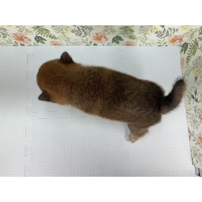 販売中の愛知県の柴犬-399790の2枚目