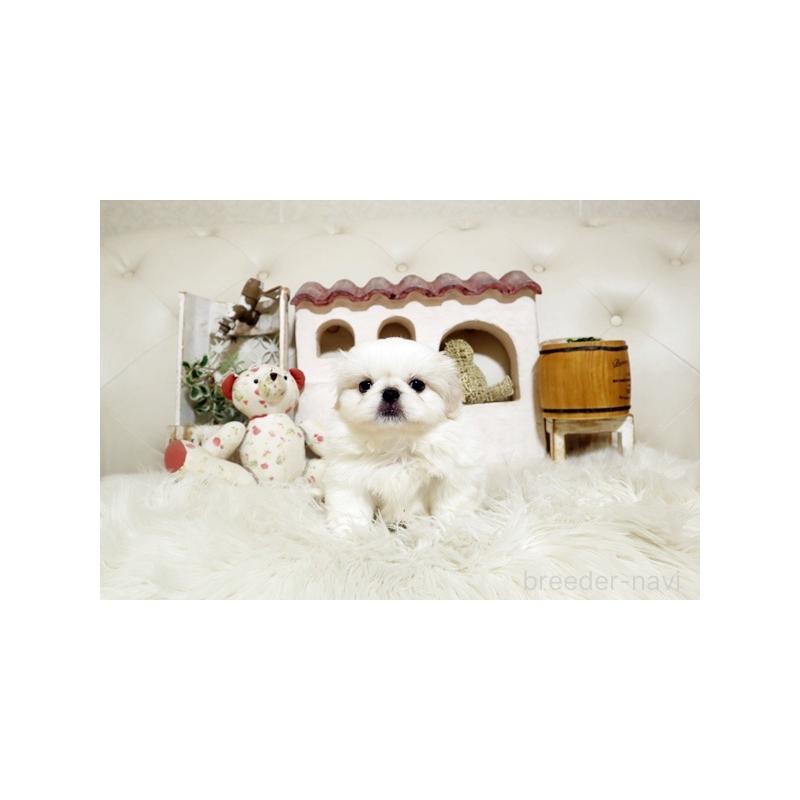 成約済の佐賀県のペキニーズ-394294の3枚目