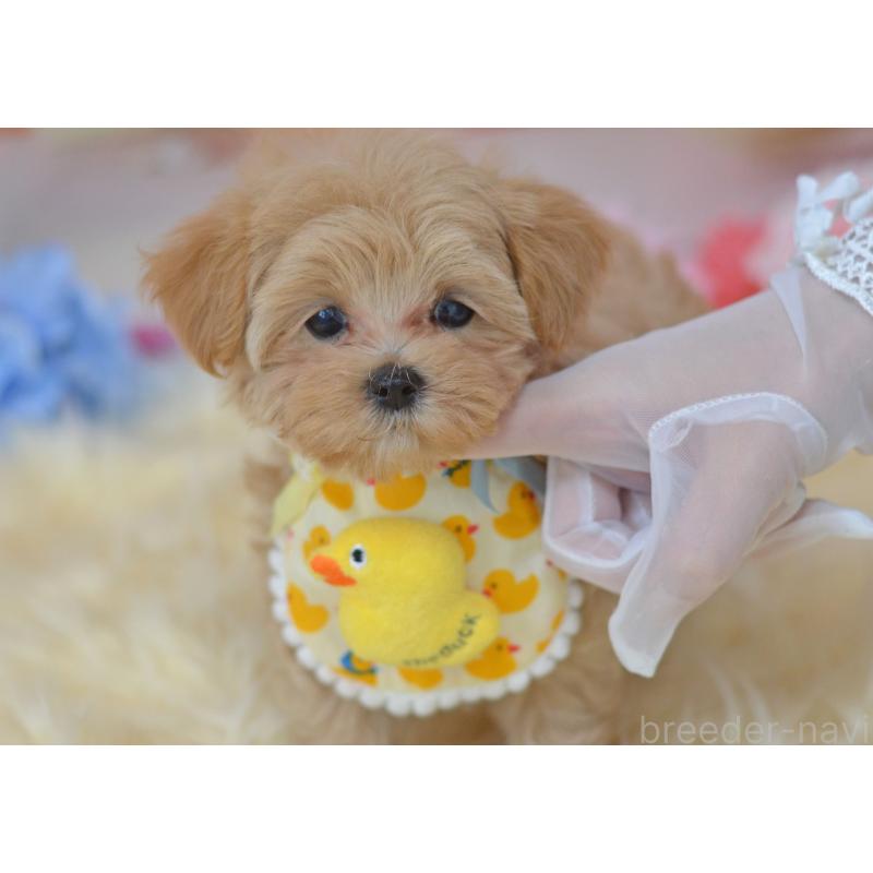 販売中の埼玉県のミックス犬-399813の14枚目