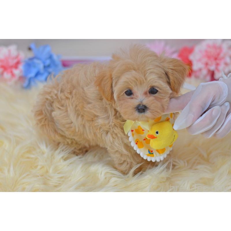 販売中の埼玉県のミックス犬-399813の12枚目