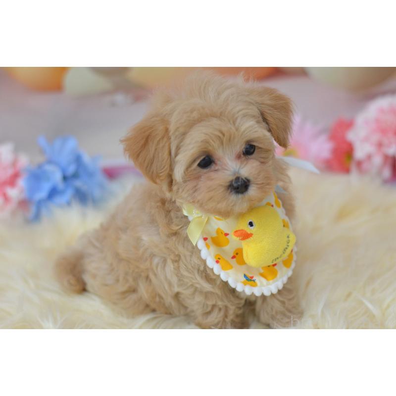 販売中の埼玉県のミックス犬-399813の11枚目
