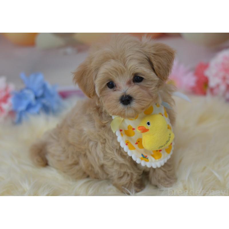 販売中の埼玉県のミックス犬-399813の10枚目