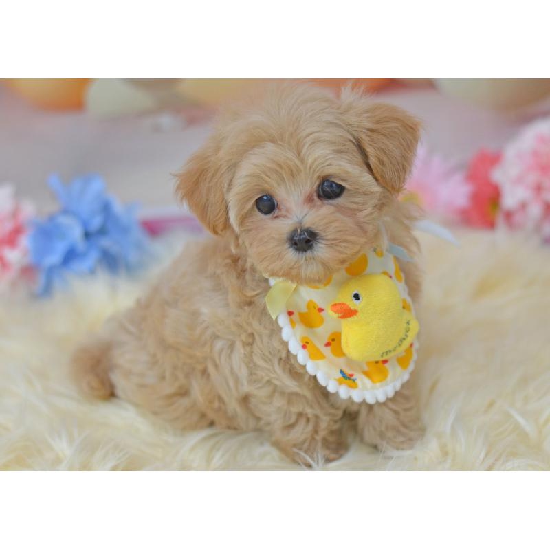 販売中の埼玉県のミックス犬-399813の9枚目