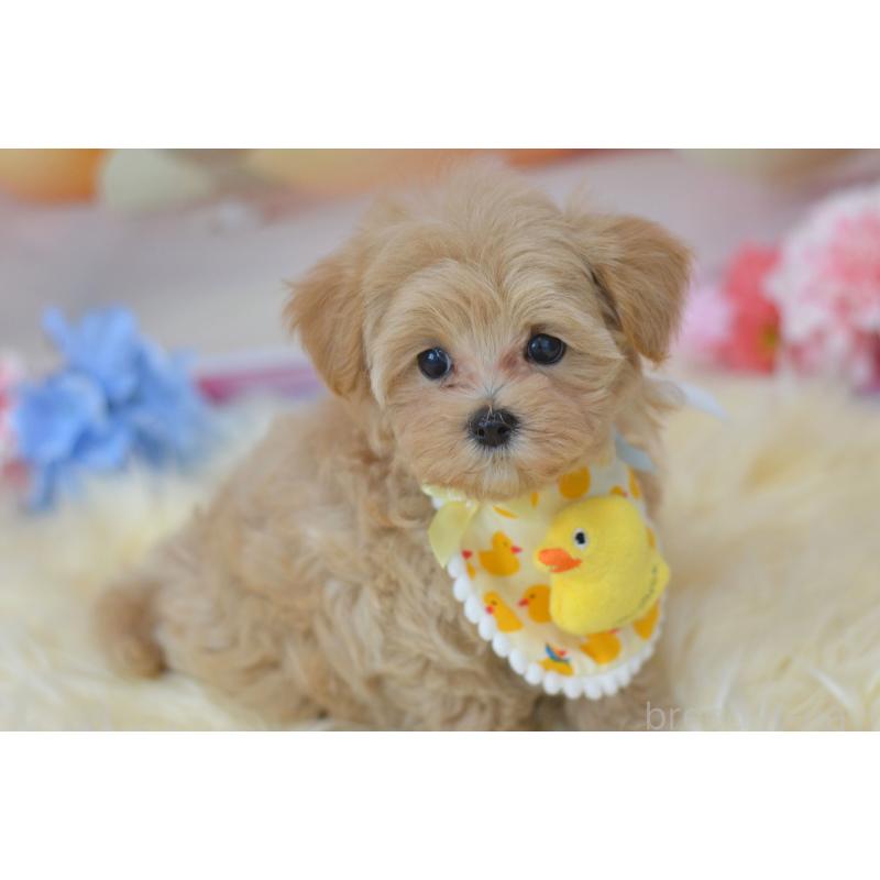 販売中の埼玉県のミックス犬-399813の8枚目