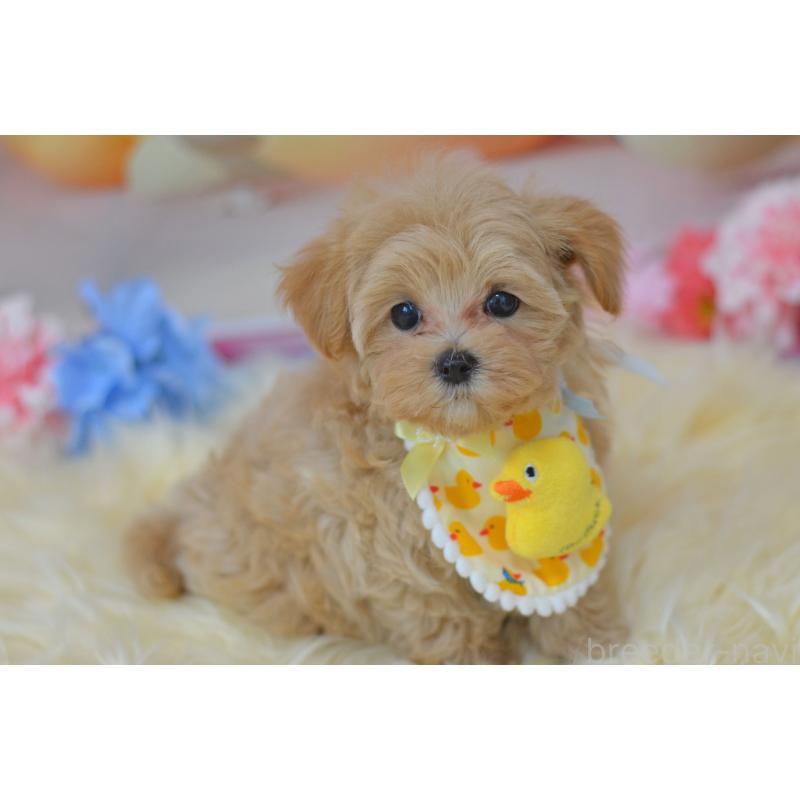 販売中の埼玉県のミックス犬-399813の7枚目