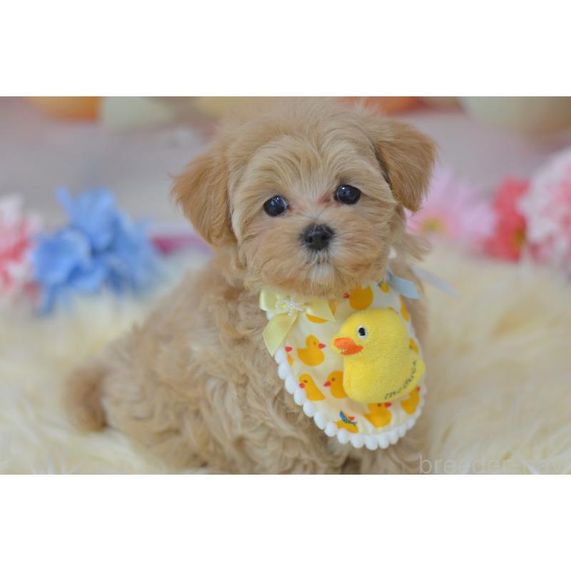 販売中の埼玉県のミックス犬-399813の6枚目