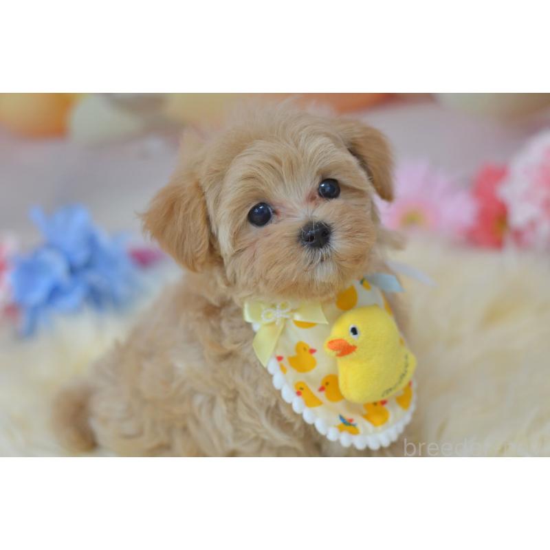 販売中の埼玉県のミックス犬-399813の5枚目