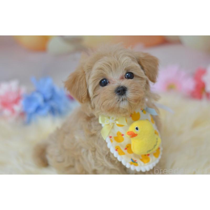 販売中の埼玉県のミックス犬-399813の4枚目