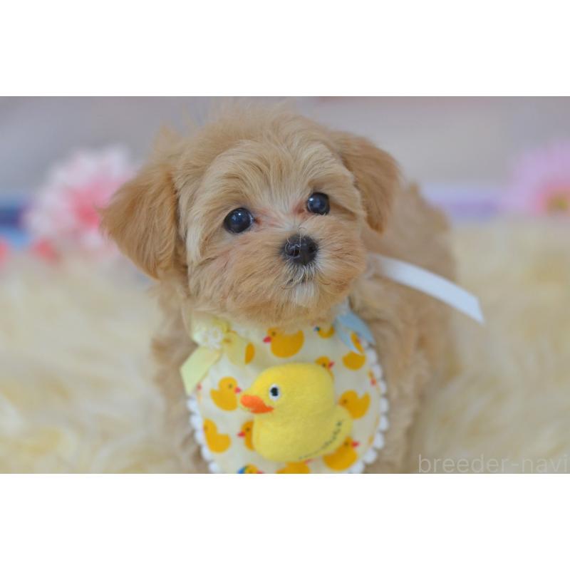 販売中の埼玉県のミックス犬-399813の3枚目