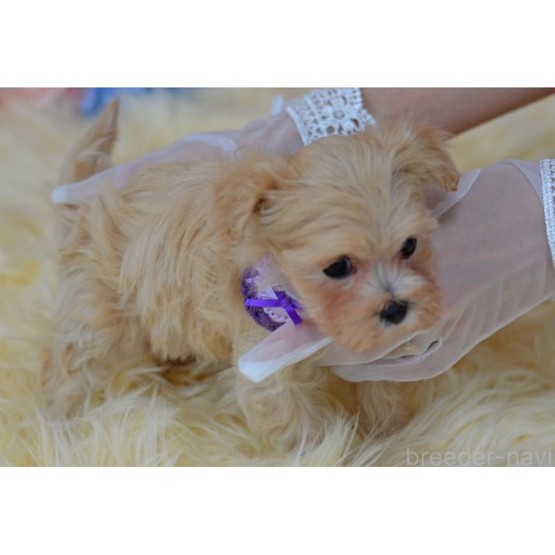 販売中の埼玉県のミックス犬-399815の7枚目