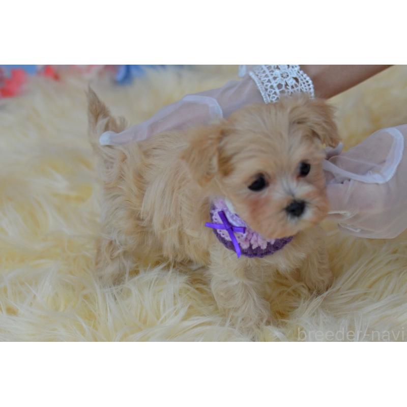 販売中の埼玉県のミックス犬-399815の6枚目