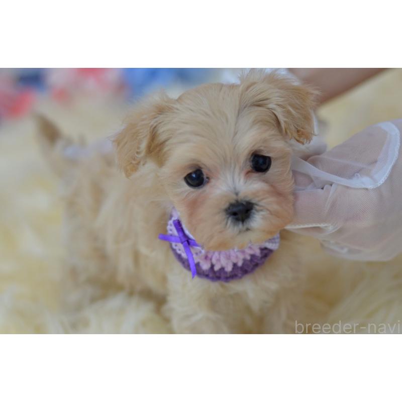 販売中の埼玉県のミックス犬-399815の5枚目
