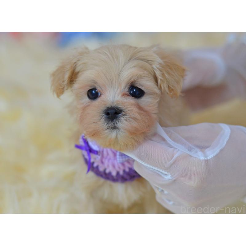 販売中の埼玉県のミックス犬-399815の4枚目