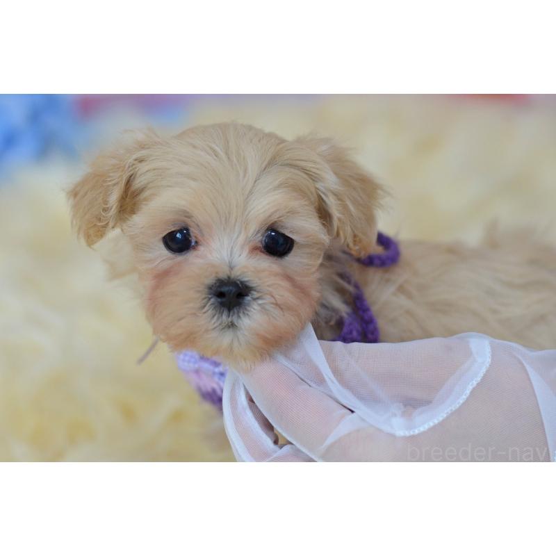 販売中の埼玉県のミックス犬-399815の3枚目