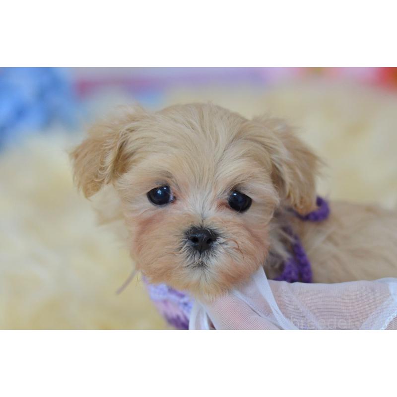 販売中の埼玉県のミックス犬-399815の2枚目
