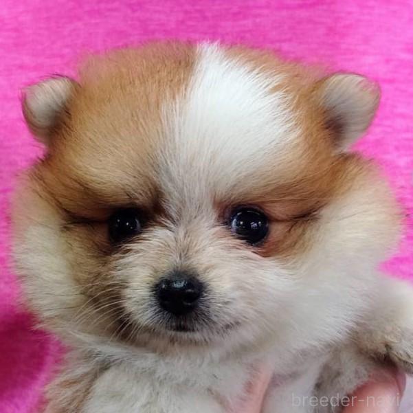 販売中の山口県のポメラニアン-399831の1枚目