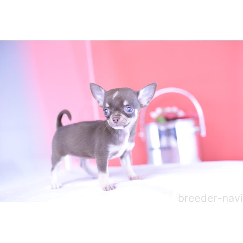 成約済の愛知県のチワワ(スムースコート)-397369の10枚目