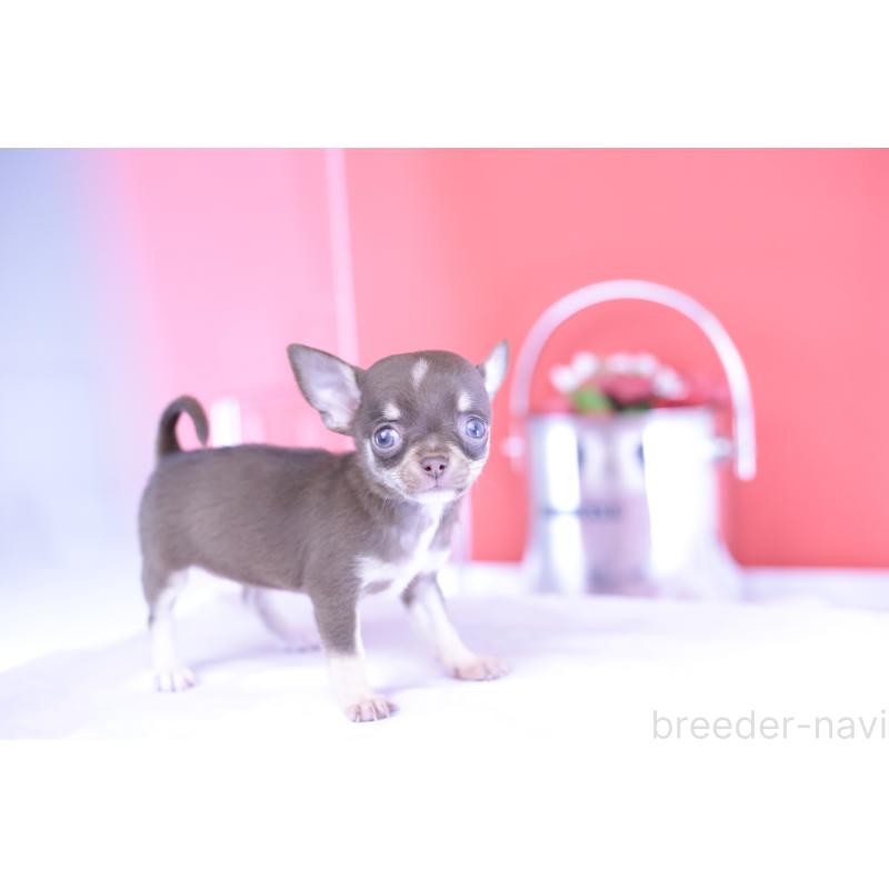 成約済の愛知県のチワワ(スムースコート)-397369の9枚目