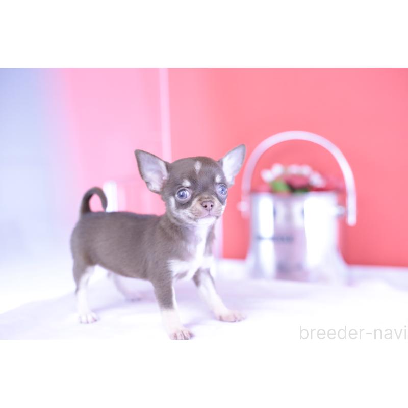 成約済の愛知県のチワワ(スムースコート)-397369の8枚目