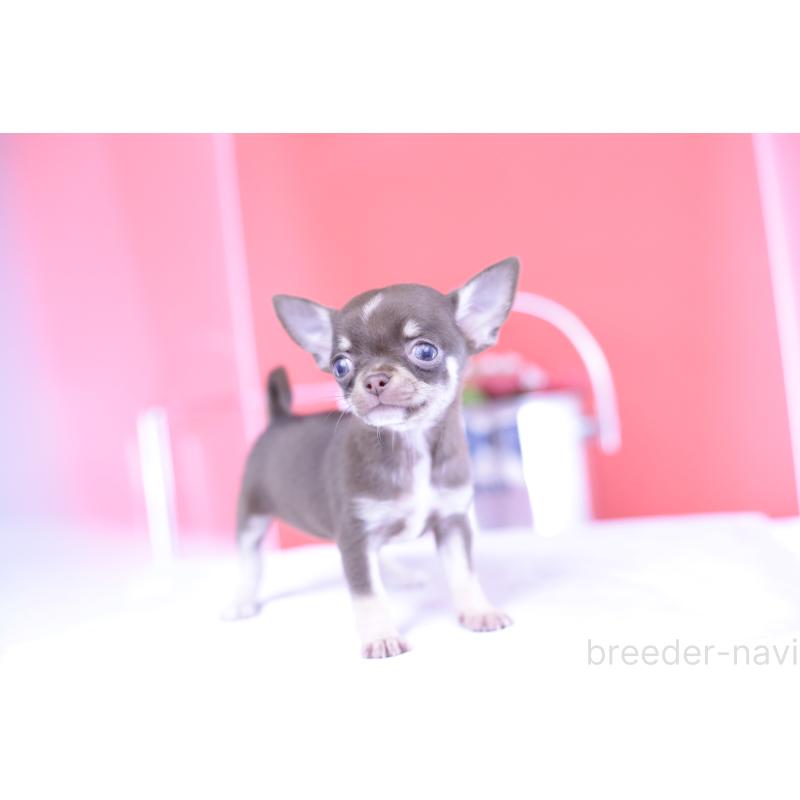 成約済の愛知県のチワワ(スムースコート)-397369の6枚目