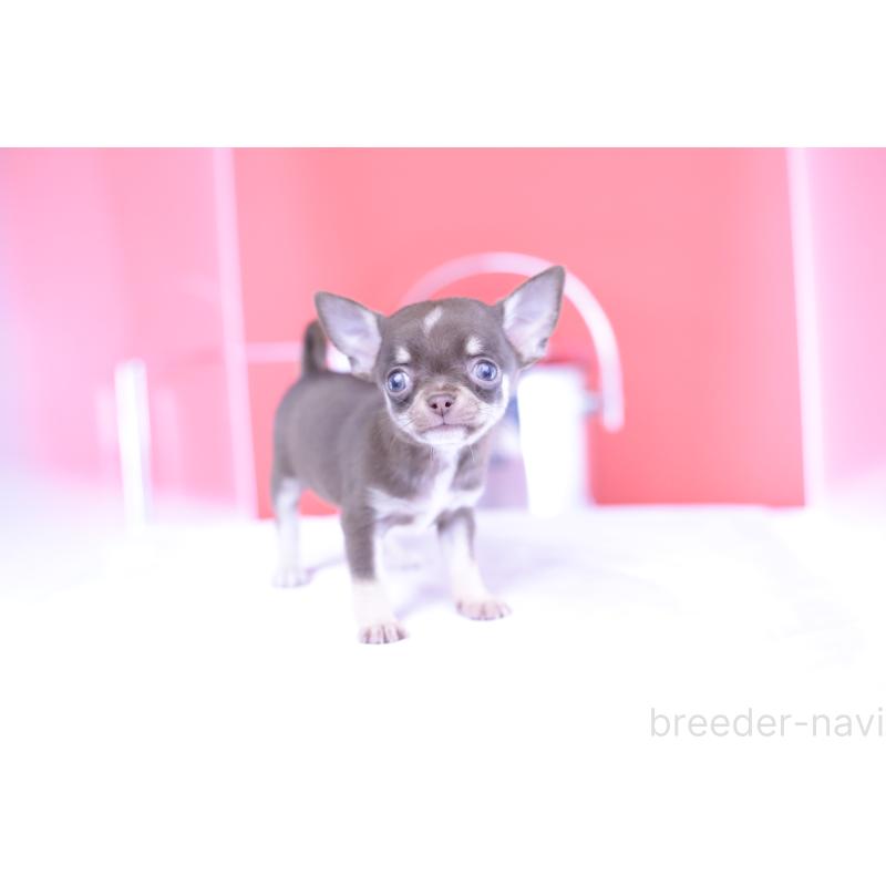 成約済の愛知県のチワワ(スムースコート)-397369の5枚目