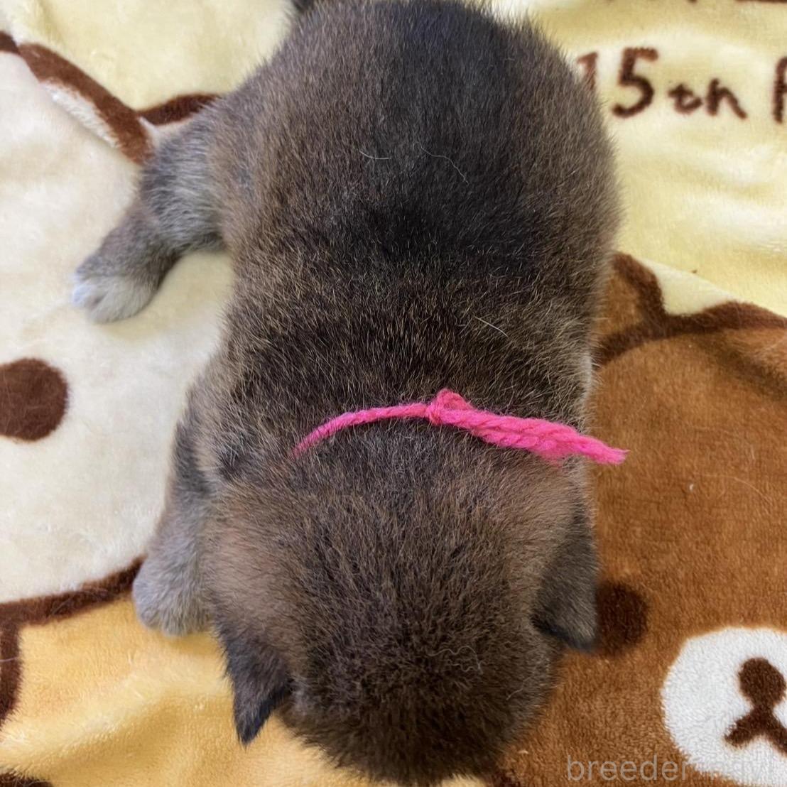 販売中の静岡県の豆柴-397172の4枚目