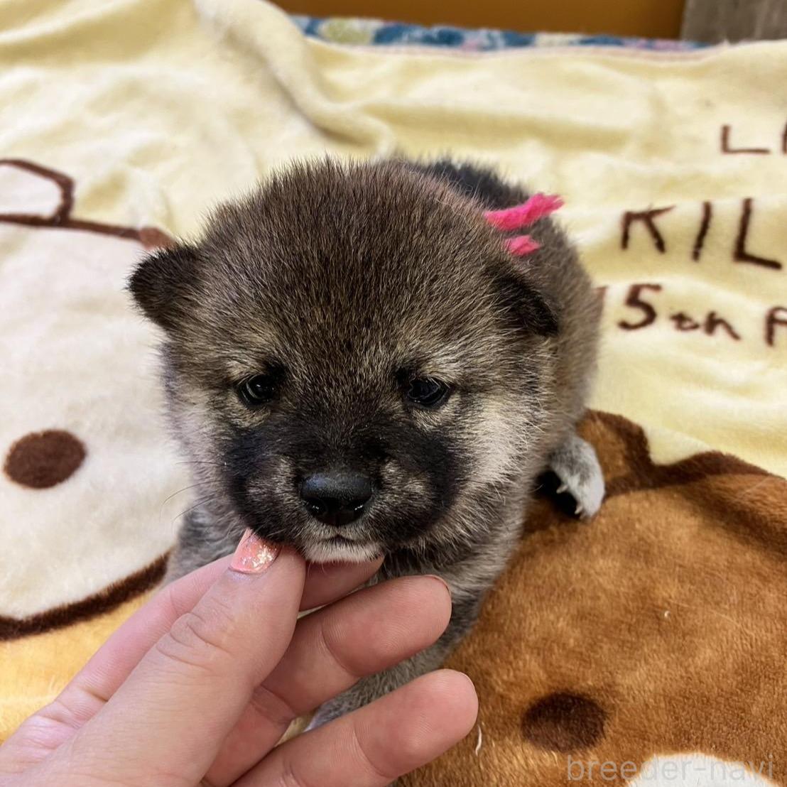 販売中の静岡県の豆柴-397172の3枚目