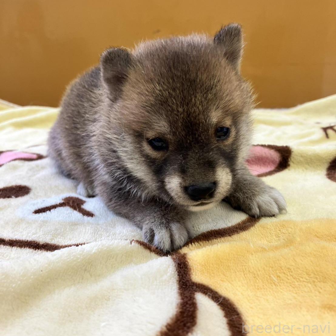 商談中の静岡県の豆柴-397175の4枚目