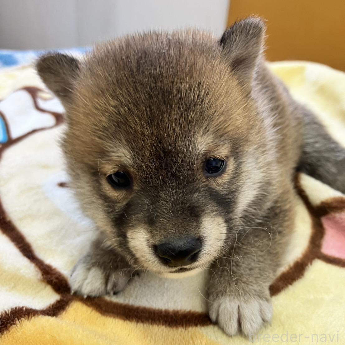 商談中の静岡県の豆柴-397175の3枚目
