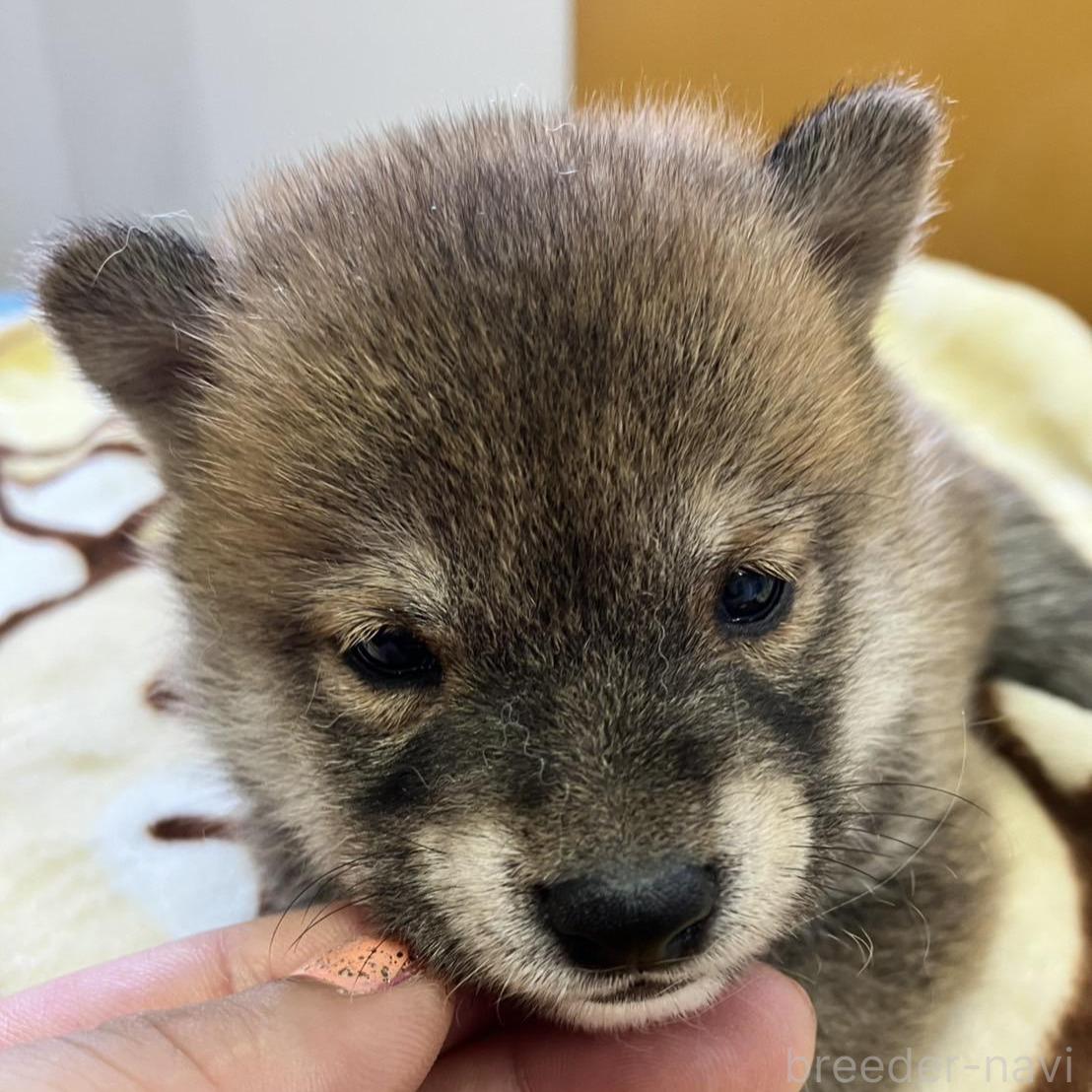 商談中の静岡県の豆柴-397175の2枚目