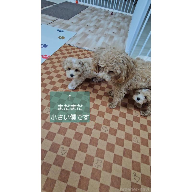 成約済の熊本県のマルプー:マルチーズ×トイプードル-396326の6枚目