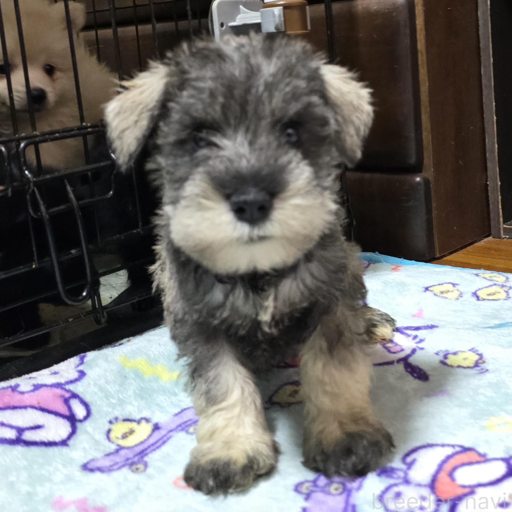 販売中の岡山県のミニチュアシュナウザー-393946
