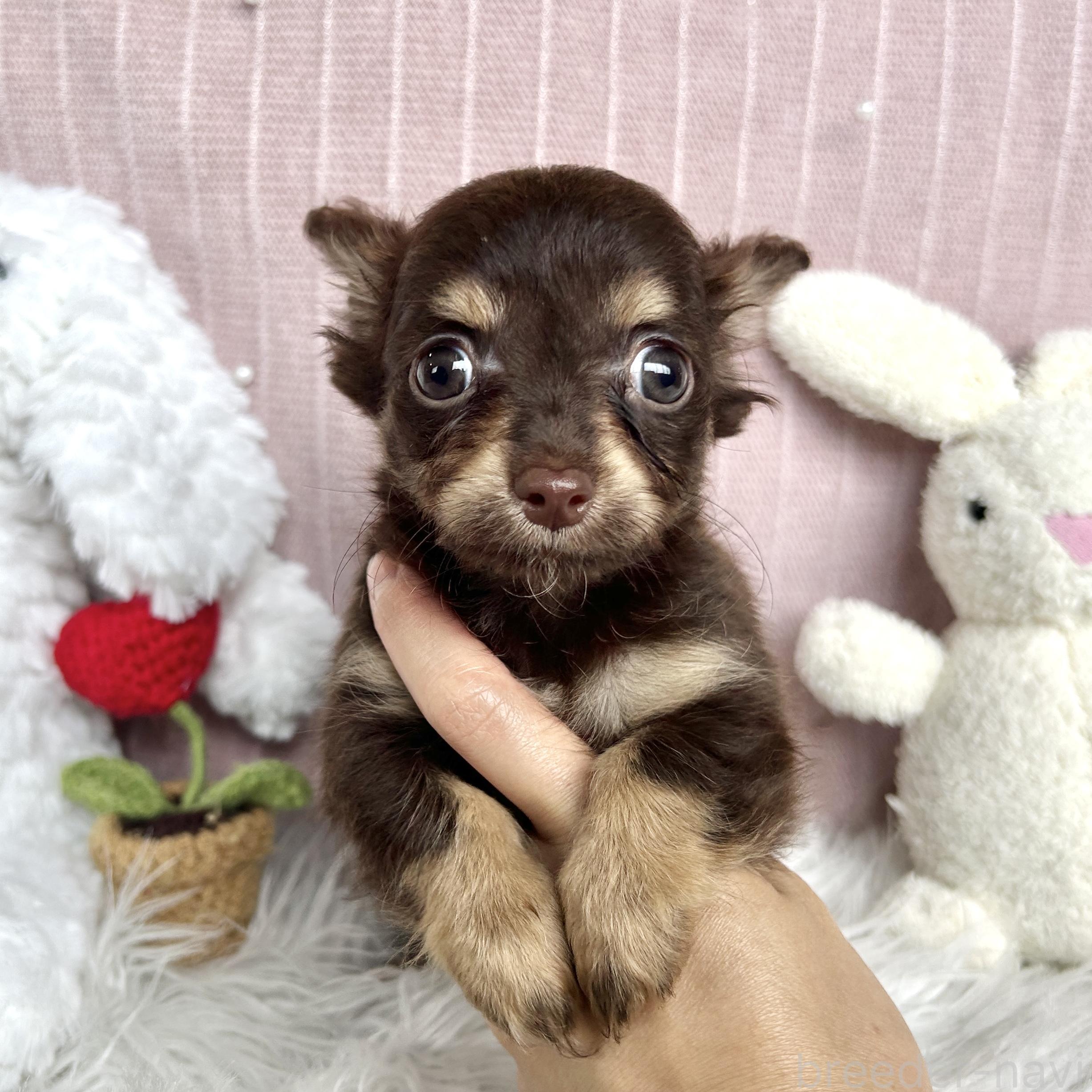 販売中の栃木県のチワックス:チワワ×ミニチュアダックスフンド-394880の9枚目