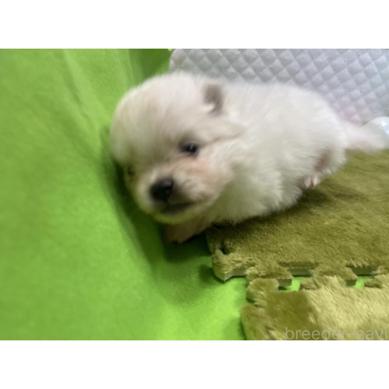 販売中の岐阜県のポメラニアン-399868の6枚目