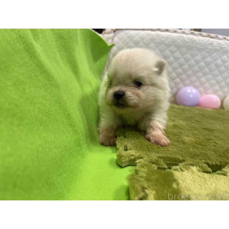 販売中の岐阜県のポメラニアン-399868の3枚目