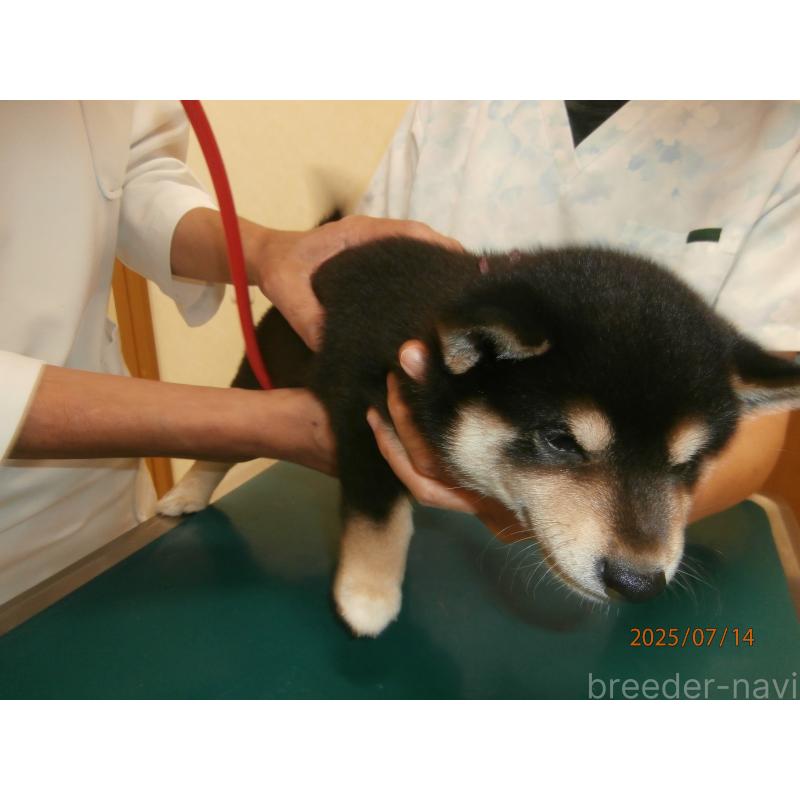 成約済の大阪府の柴犬-396761の6枚目