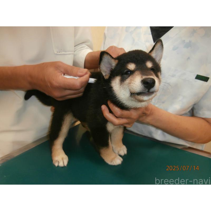 成約済の大阪府の柴犬-396761の5枚目