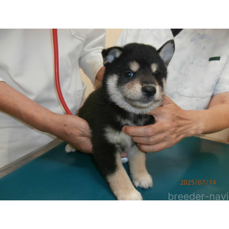 販売中の大阪府の柴犬-396763の6枚目