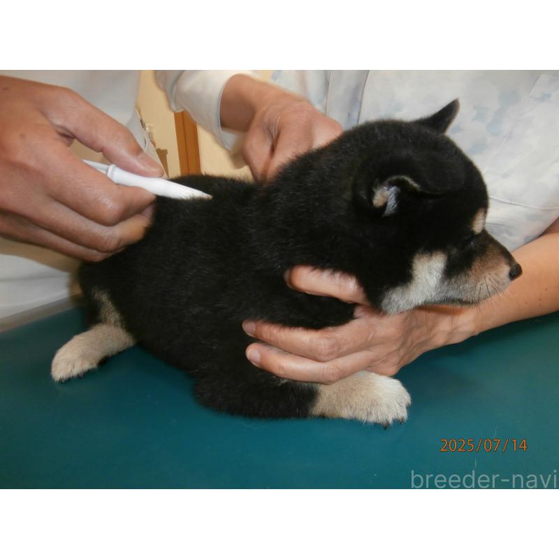 販売中の大阪府の柴犬-396763の5枚目