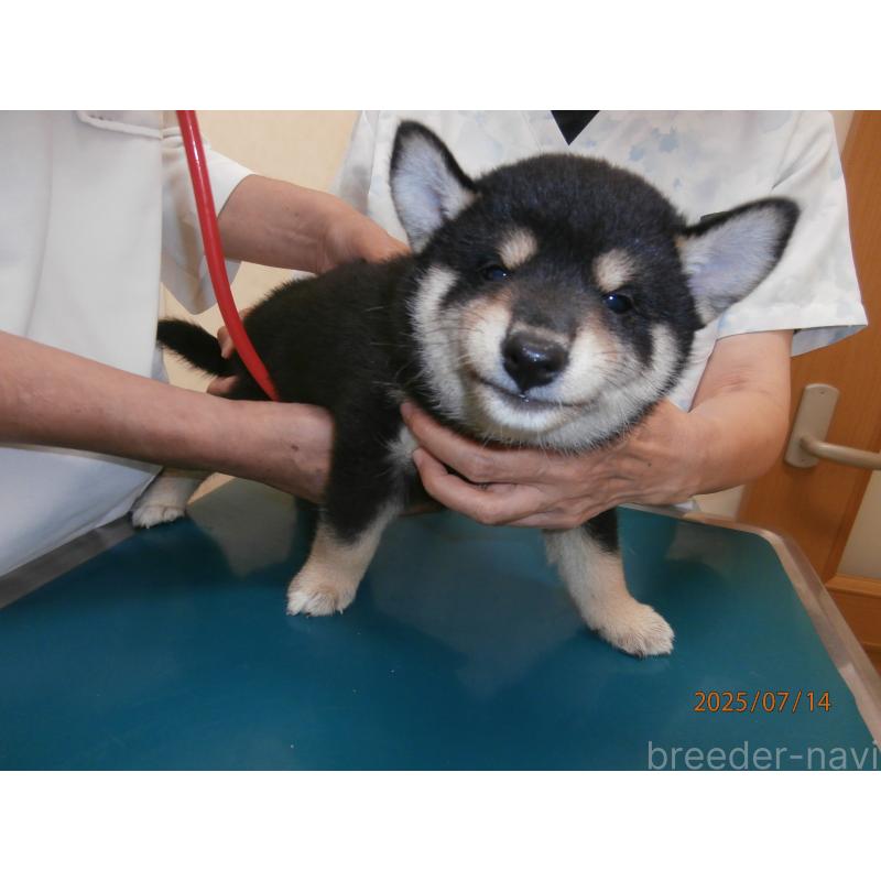 商談中の大阪府の柴犬-396766の6枚目