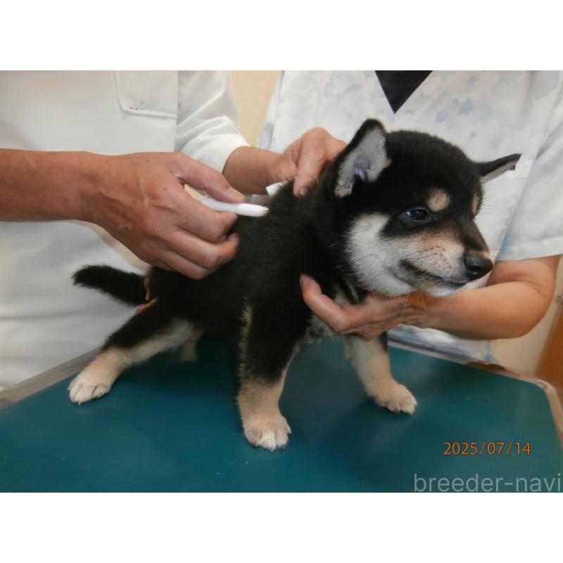 商談中の大阪府の柴犬-396766の5枚目