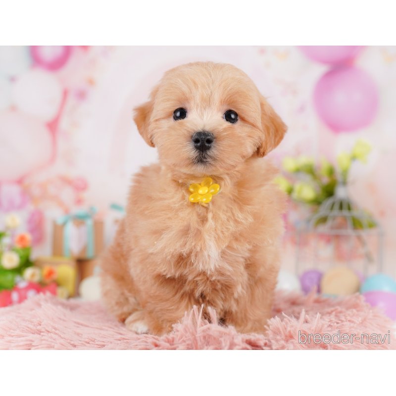 販売中の千葉県のミックス犬-399802